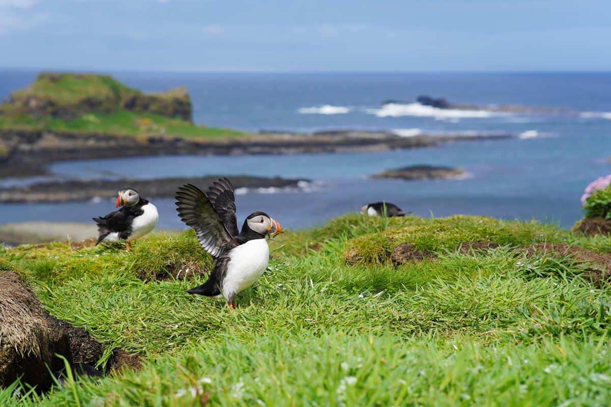 Atlantic puffin on the isle of Lunga in Scotland