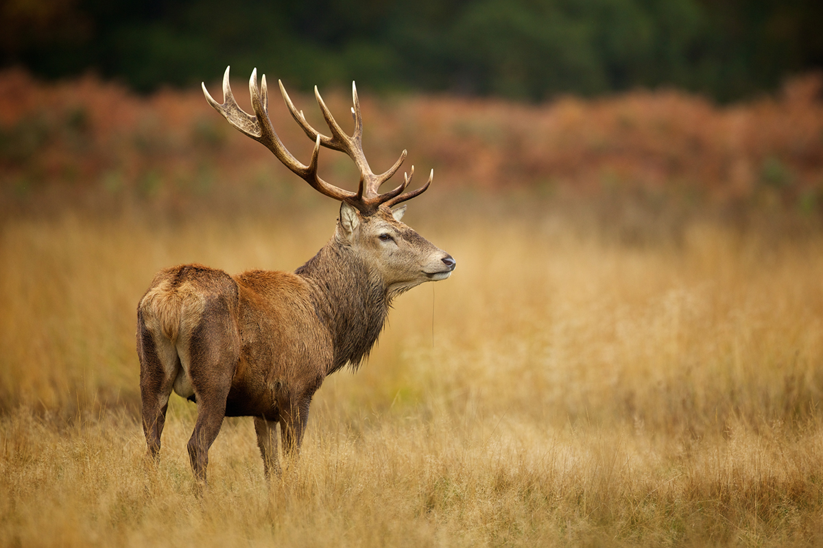 Large red deer stag, wildlife in Glencoe, Scottish Highlands